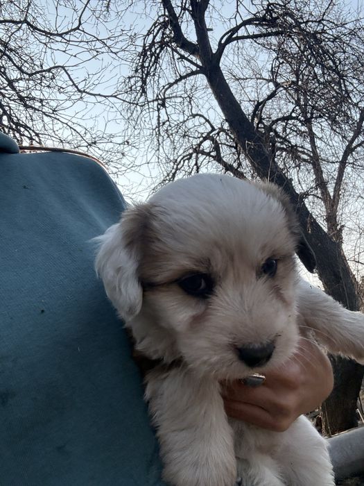 Отдам щенков в дотрые руки