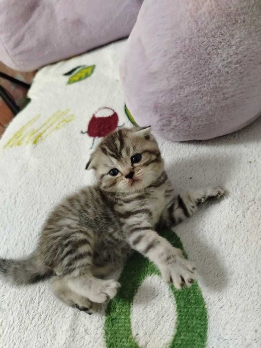 Продам замечательных вислоухих котят