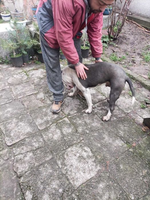 Питбул   син нос