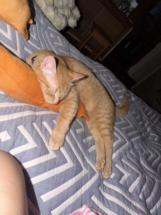 Отдам кота в добрые руки