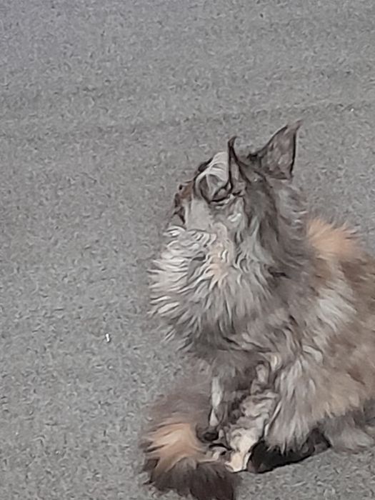 Продам  котенка.