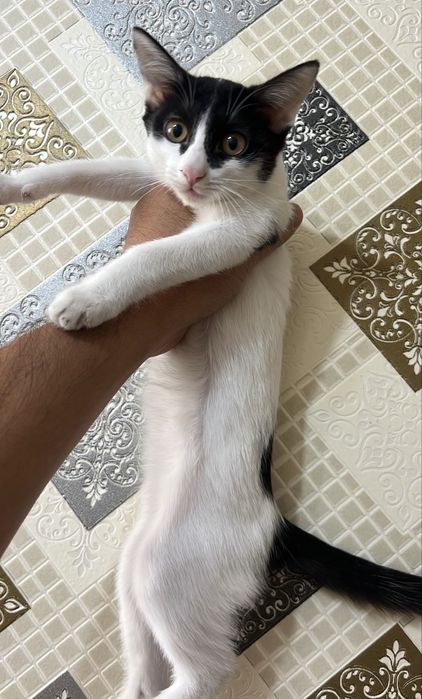 Котята самки отдам хорошие руки