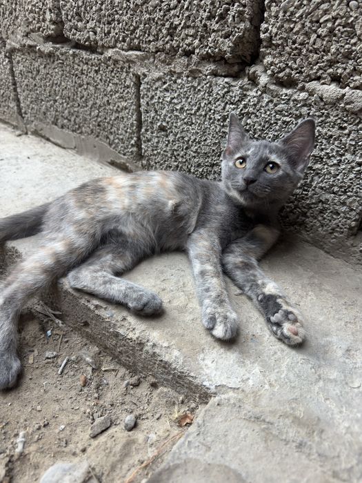 Отдаю котят в хорошие руки даром