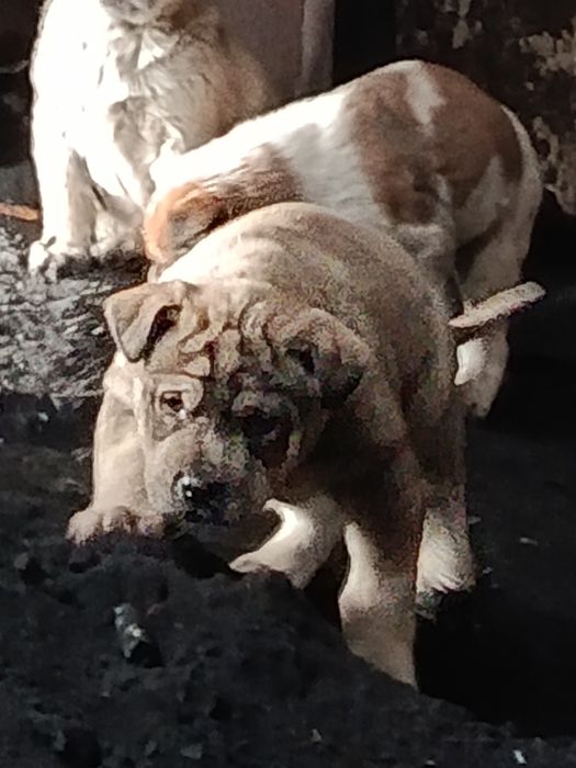 Щенки в хорошие руки будут крупные