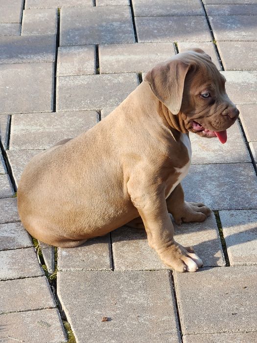 American Bully xl femela