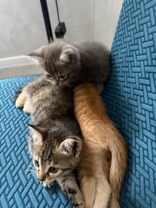 Котята один мальчик и одна девочка