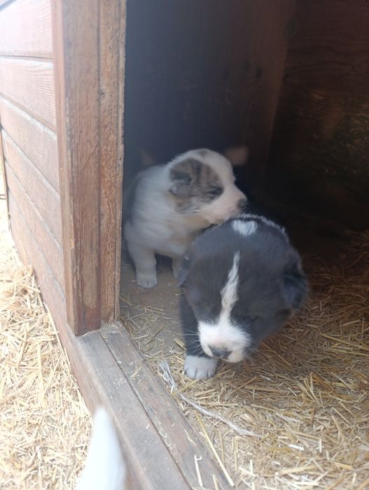 Щенята акиты отдам бесплатно