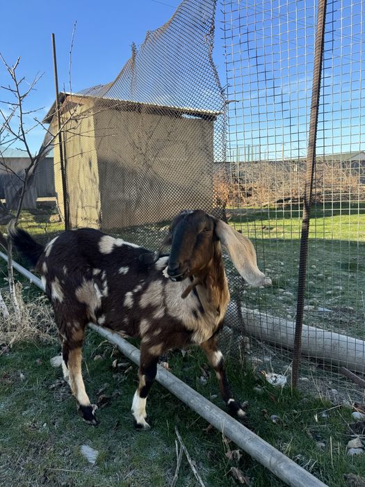 Нуб парода сатылады