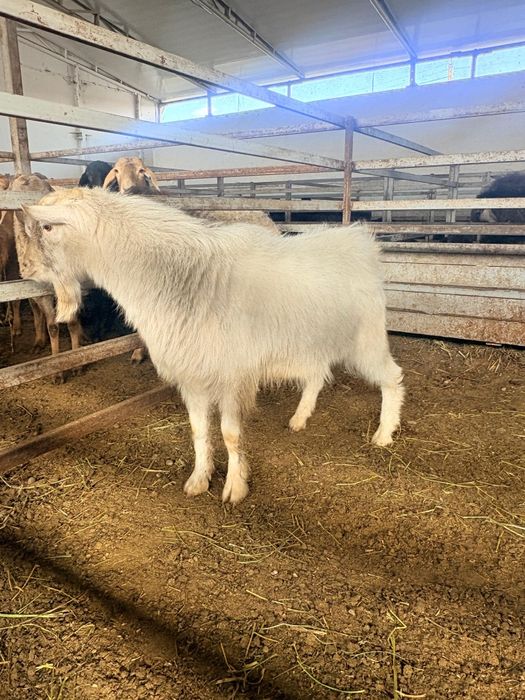 Заин теке сатылады