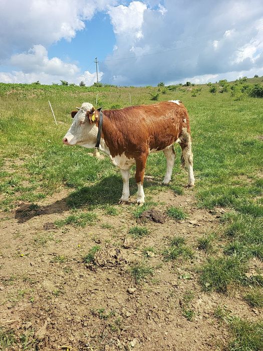 De vanzare jurinca buna de tinut