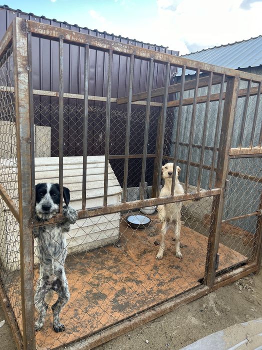 Продается щенки Немецкий дратхар