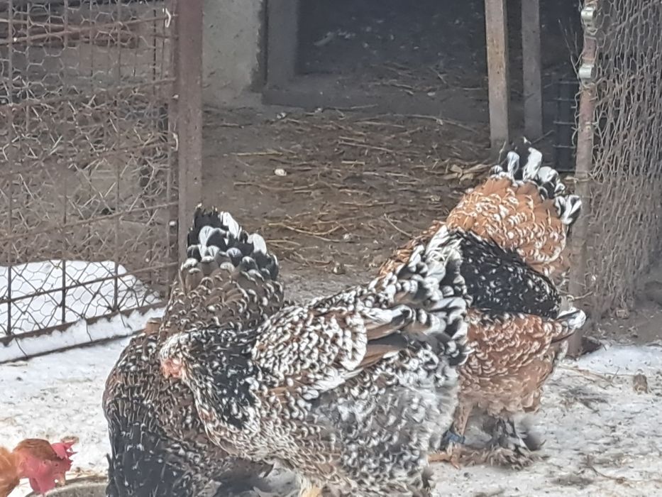 Vand oua incubat brahma portelan