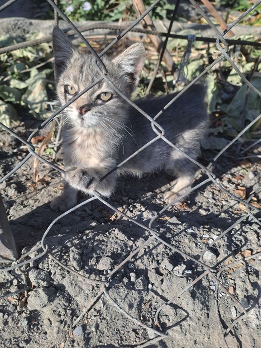 Котята милые, шустрые, игривые