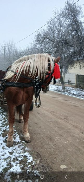 Armasar 3 ani orice proba