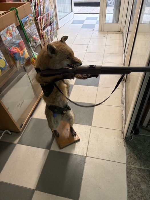 Препарирана лисица