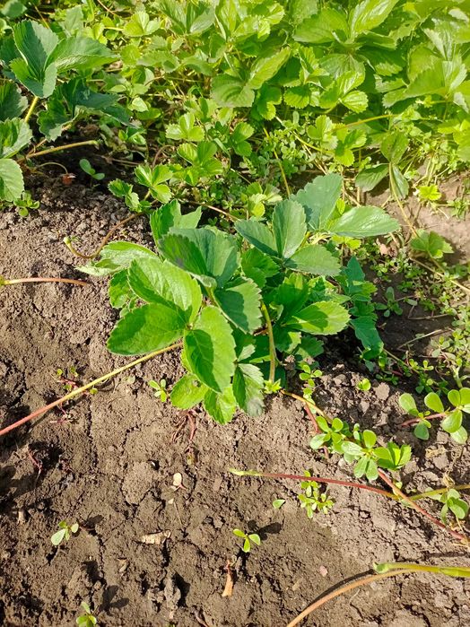 Продам клубники рассаду Лорд,Зенга, Ремонтантная адрес селекционный