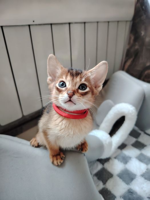 Абиссинец  вязка