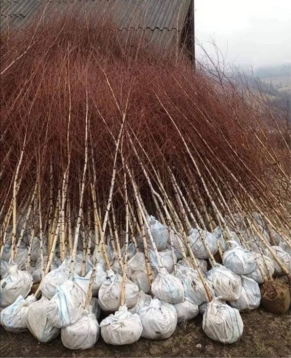 Copacii ornamentalii