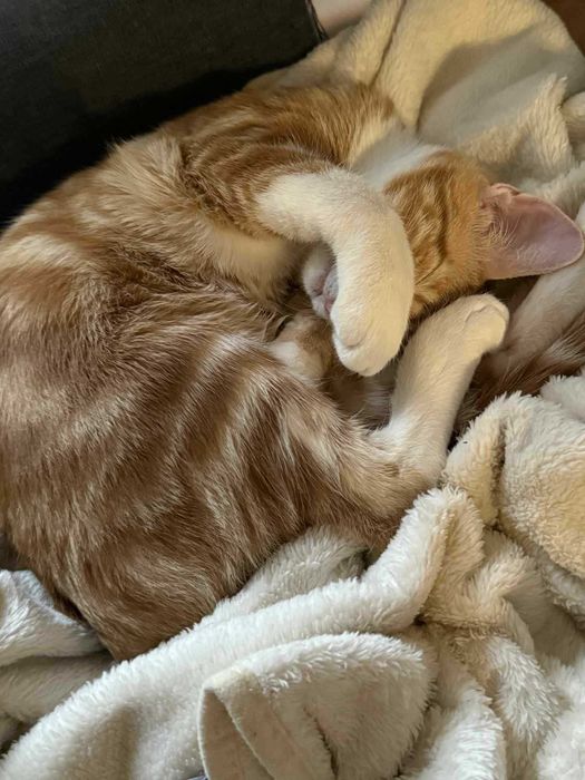 Женско Коте Родено на 01.07