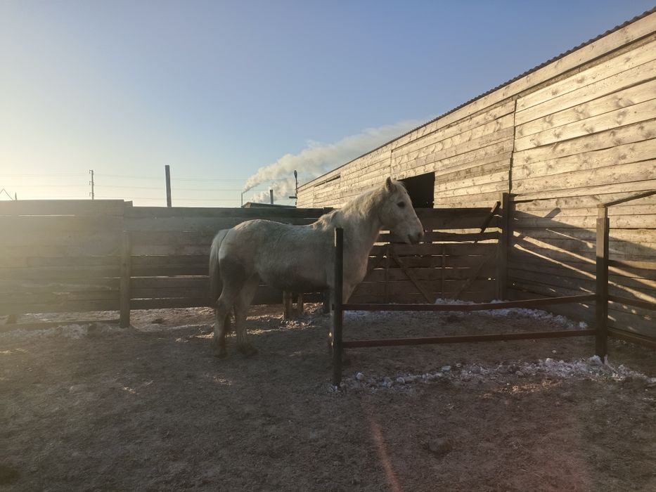 Продам жеребеца 6 лет