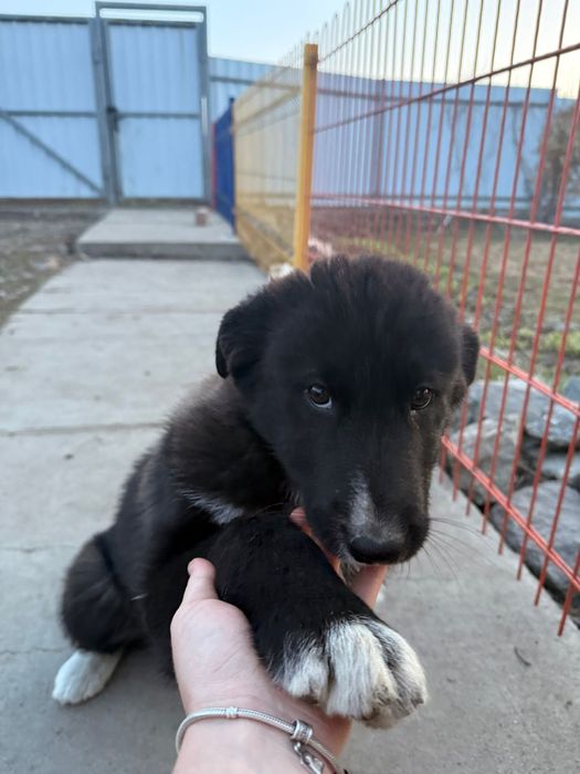 Продам щенков лайки