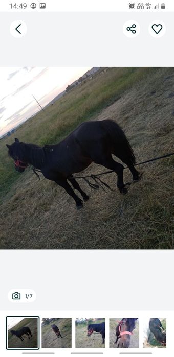 Ponei, 8 ani, mascul, învățat cu copii