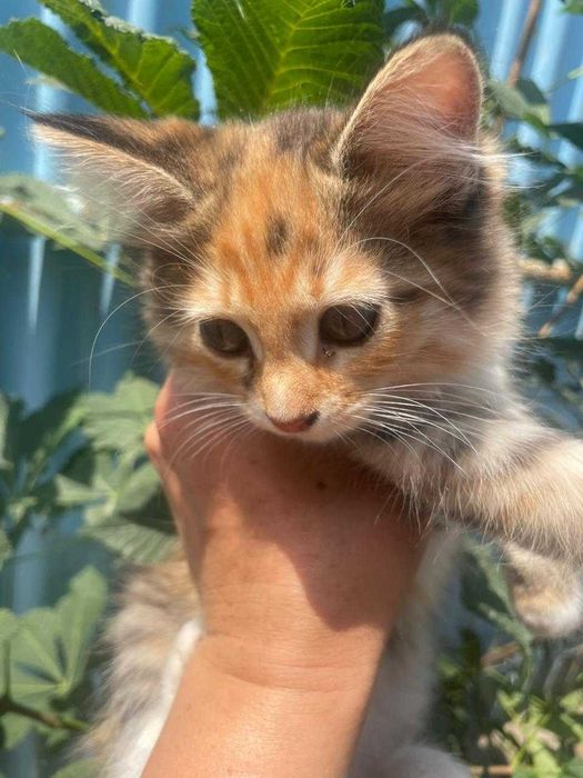 Отдам двух кошечек