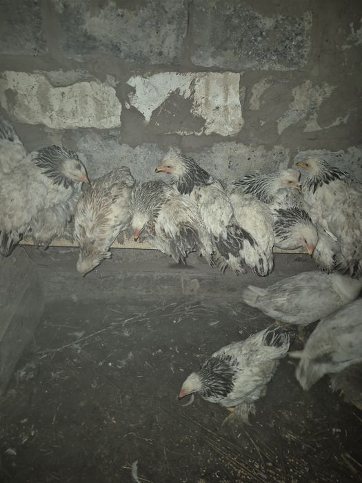 Продам Цыплят брама 3х месечные