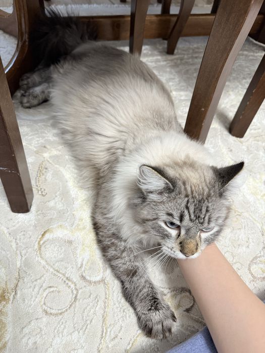 Отдам в хорошие руки кота!