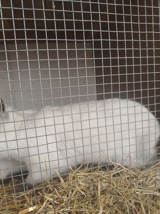 Калифорния куёнлари