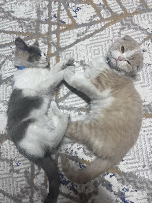 Отдам котенка, мальчик