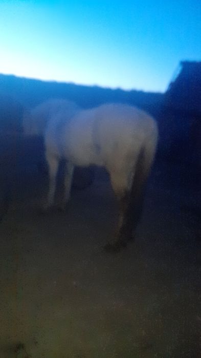 Vând cal de 6 ani