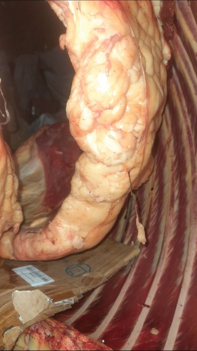 Жылқы етін сатам 2800