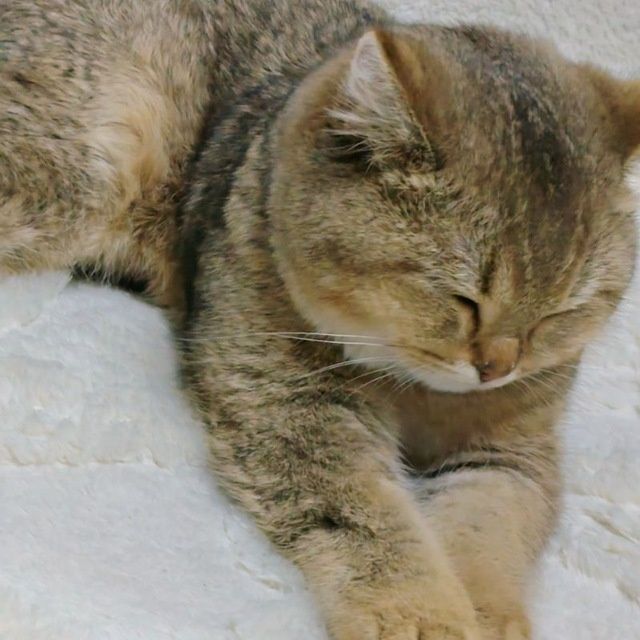 Britanskiy mushuk sotiladi