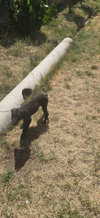 Продам щенков Тазы