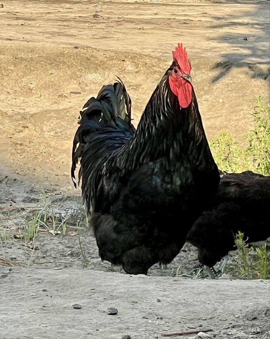 Jersiy Gigant qirg’iz liniya
