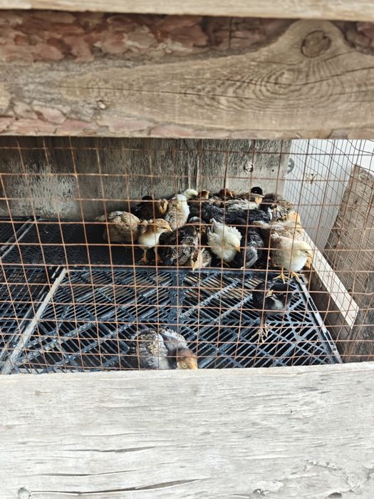 Продам цыплят. Разного возраста