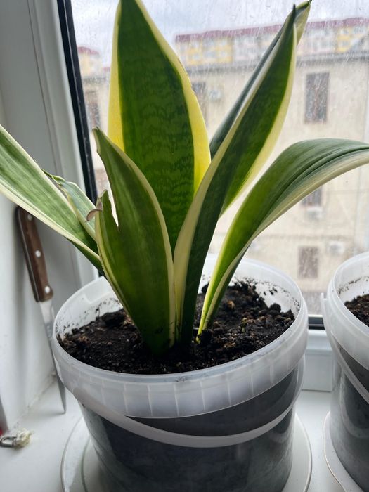 Комнатные домашние цветы