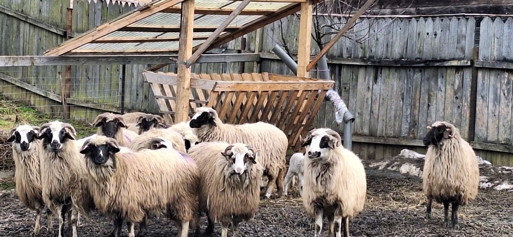 Vând oi de ținut frumoase