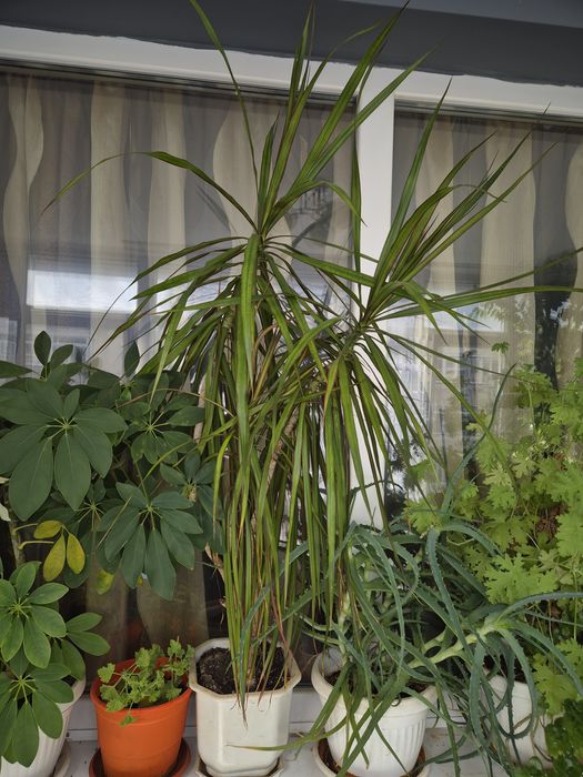 Драцена маргината 80 см