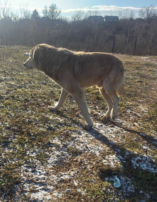 Adoptie caine talie mare