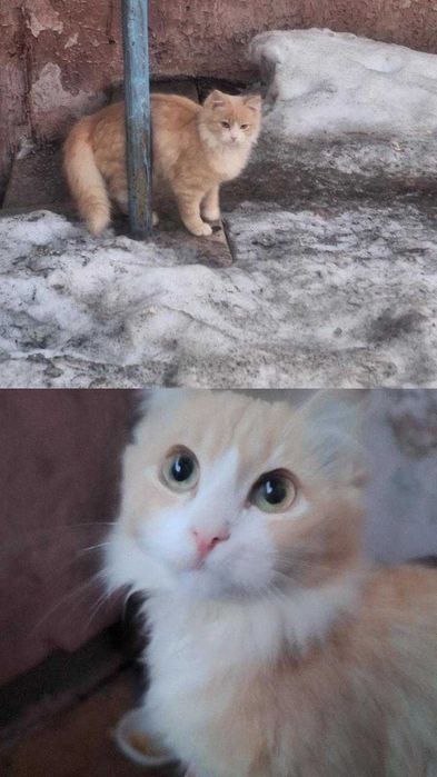 Персику нужен дом! Срочно!