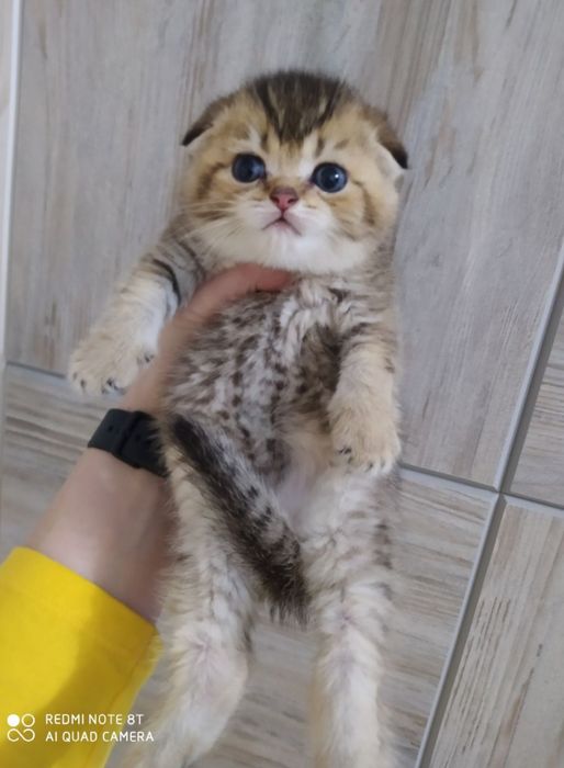 Котята готовы к переезду