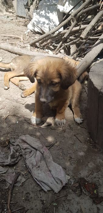 Собаки в добрые руки