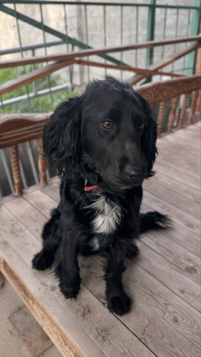 Ищем невесту для спаниеля