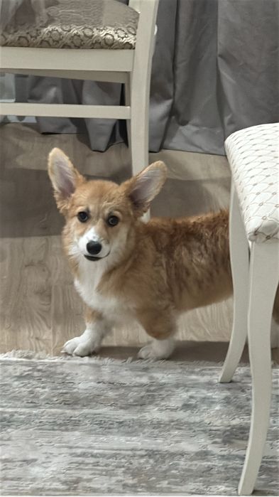 Корги 4 месяца девочка