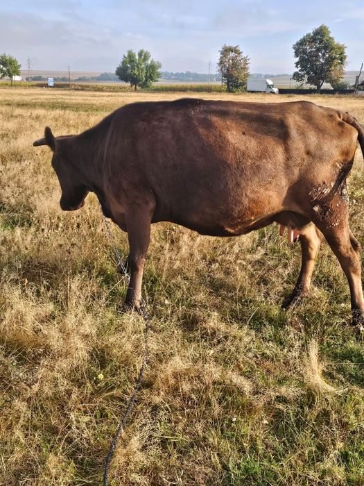 Vaca de vanzare cu 3 vitei