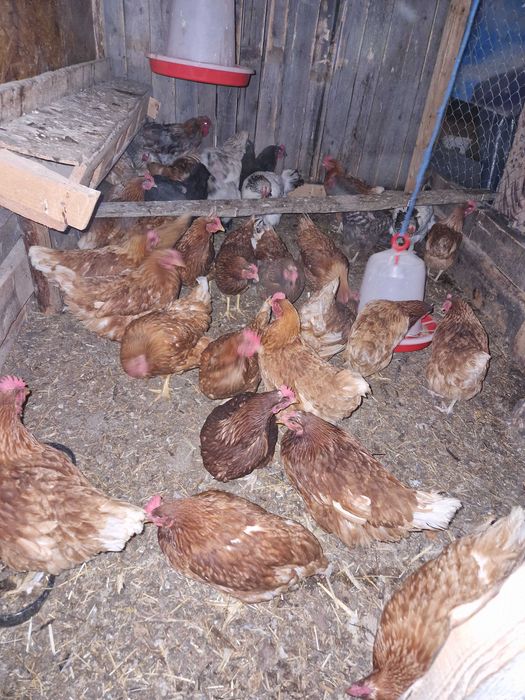 Găini de oua de casă.