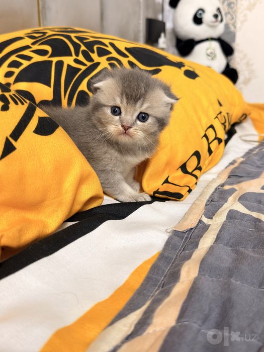 Продоются кошки.