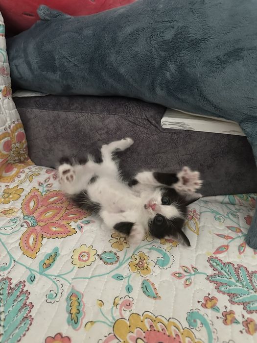 Отдам котенка девочку
